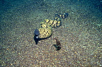 Moray eel (Muraena helena) in defensive posture, on sea-floor, Norway.