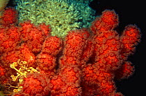 Cold water Bubblegum coral (Paragorgia sp) feeding at night, with Basket star (Gorgonocephalus caputmedusae), Norway