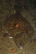 Plaice (Pleuronectes platessa) and Hermit crab, on sea-floor, Josenfjord, Norway