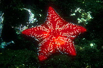 Red cushion star (Porania pulvillus) against dark background, Norway