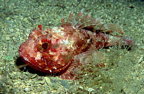 Scorpionfish (Scorpaena porcus), Norway