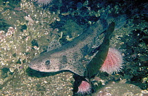 Dogfish shark (Scyliorhinus canicula) with pink urchins, Norway