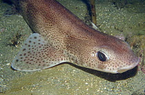 Dogfish shark (Scyliorhinus canicula) on sea-floor, Norway