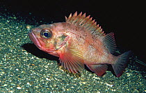 Rockfish (Sebastes), Norway