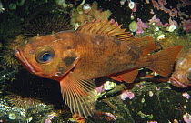 Rockfish (Sebastes), Norway