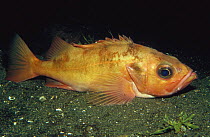 Rockfish (Sebastes) laying on sea-floor, Norway