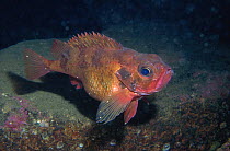 Norway redfish (Sebastes viviparus), Norway