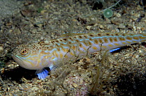 Greater weeverfish (Trachinus draco) on sea-floor, Norway