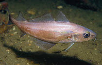 Poor cod (Trisopterus minutus) Norway