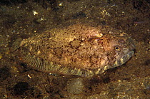 Topknot flatfish (Zeugopterus punctatus) camouflaged against seabed, Norway
