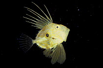John dory (Zeus faber) showing 'evil eye' defensive markings and posture, Norway