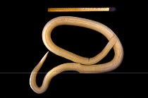 Roundworm (Ascaris lumbricoides) next to matchstick for scale.