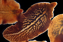 Common liver fluke (Fasciola hepatica) backlit to show diverticulum.