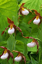 White lady's slipper {Cypripedium montanum} with water droplets, British Columbia, Canada