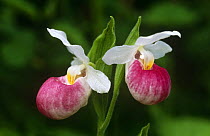Pink Lady's slipper orchid {Cypripedium acaule} New York, USA