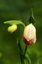Pink Lady's slipper orchid {Cypripedium acaule} bud opening into flower, New York, USA