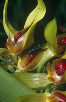 Orchid {Bulbophyllum sp} with pollinating Bluebottle fly (Calliphora sp}