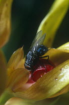 Bluebottle fly {Calliphora sp} pollinating Orchid {Bulbophyllum sp}