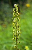 Twayblade orchid {Neottia ovata} Yorkshire, UK