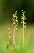 Twayblade orchids {Neottia ovata} Derbyshire, UK