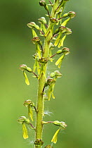 Heart leaved Twayblade orchid {Neottia cordata} Scotland, UK