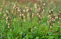 Marsh helleborine {Epipactis palustris} Scotland, UK