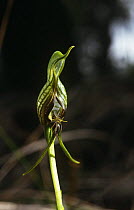 The very rare Bird orchid {Pterostylis barbata}, Australia