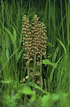 Bird's nest orchid {Neottia nidus avis} Sweden