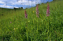 Three Fragrant orchids {Gymnadenia conopsea} in a row in grassland. Wiltshire, UK