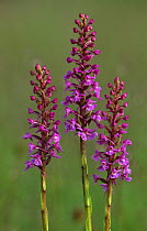 Fragrant orchid {Gymnadenia conopsea} flowers, Belgium