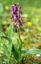 Giant orchid {Himantoglossum robertianum} Provence, France