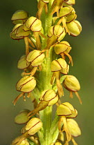 Man orchid {Orchis anthropophora} Provence, France