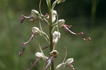 Lizard orchid {Himantoglossum hircinum} Oxfordshire, UK