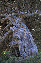 Old trunk of wind blown Canary juniper {Juniperus turbinata canariensis/ Juniperus phoenicea var. turbinata } Canary Islands