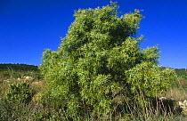 Prickly juniper {Juniperus oxycedrus} Alicante, Spain