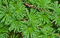 Larch {Larix sp} pine needles covered in rain drops, Scotland, UK