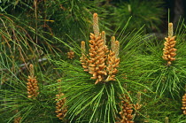 Montery pine tree {Pinus radiata} cones and needles, New Zealand