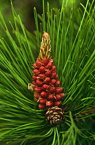 Red pine tree {Pinus resinosa} cone and needles, USA