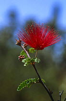Fairy duster flower {Calliandra eriophylla} Baja California, Mexico