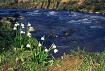 Spring snowflake {Leucojum vernum} flowering beside river, Germany