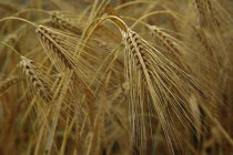 Ripe seed heads of Winter Barley {Hordeum vulgare} Germany