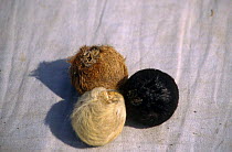 Fake musk pods made from the testicles of Langur monkeys, India
