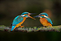 Common kingfisher {Alcedo atthis} female (left) being aggresive to youngster, encouraging it to disperse, England