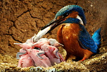 Common kingfisher {Alcedo atthis} male bringing fish to 8 day chicks in nest, England