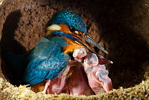 Common kingfisher {Alcedo atthis} male keeping chicks warm, England