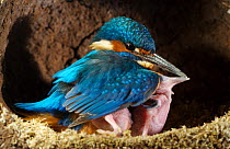 Common kingfisher {Alcedo atthis} adult male keeping chicks warm in nest, England