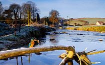 Common kingfisher {Alcedo atthis} with fish  perched on branch over river, winter, England