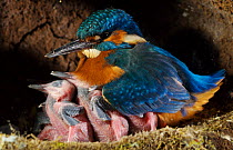 Common kingfisher {Alcedo atthis} male keeping chicks warm in nest, England