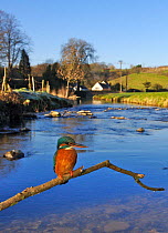Common kingfisher {Alcedo atthis} adult perched on brach over river, England