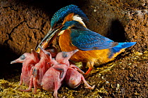Common kingfisher {Alcedo atthis} adult with fish for chicks in nest, England